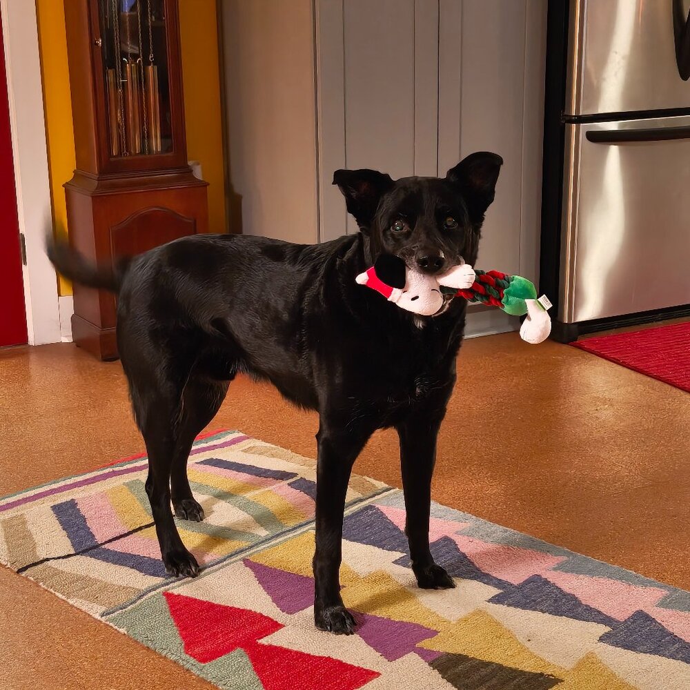 Meet your Posher, Justin